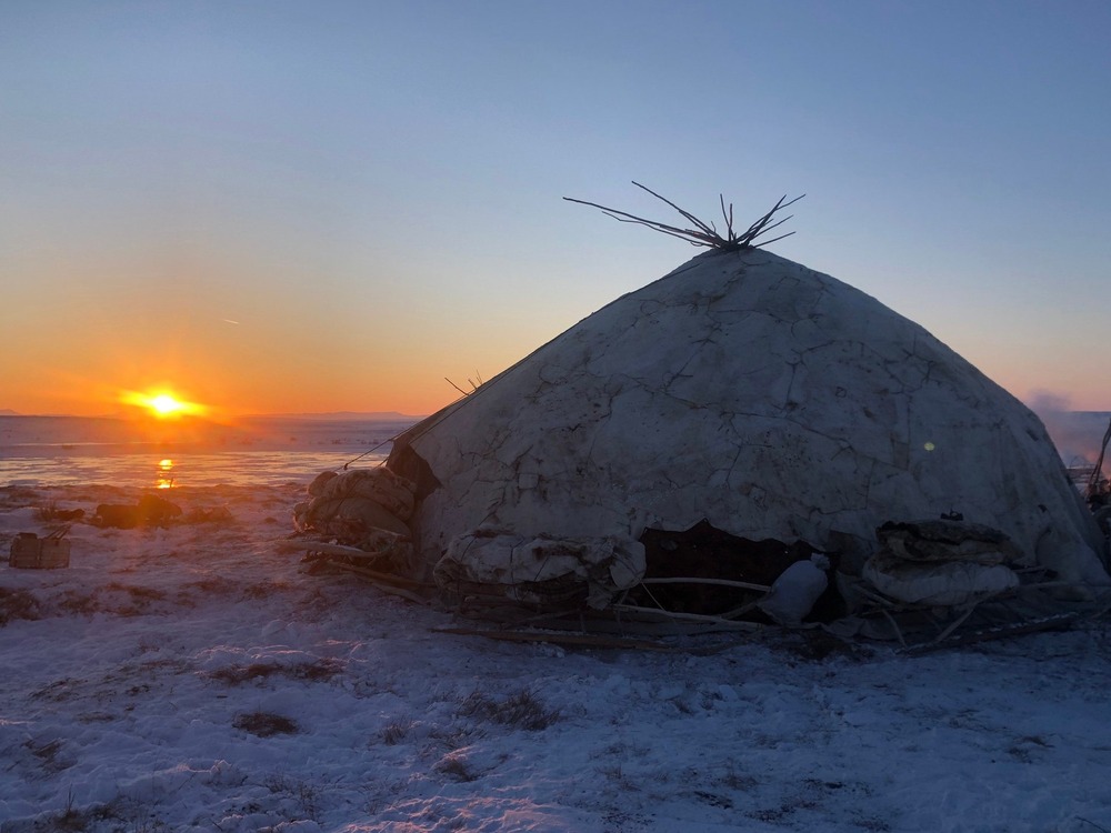 Chukotka sled dog standing alert on snow