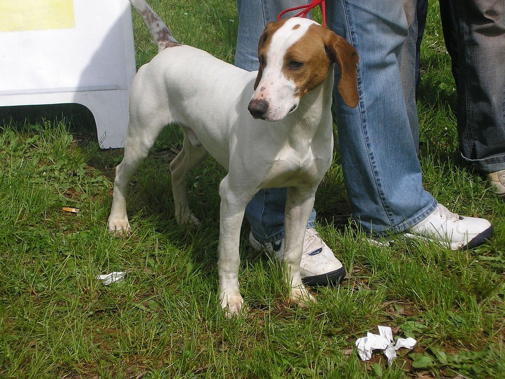 Istrian Coarse-haired Hound standing outdoors