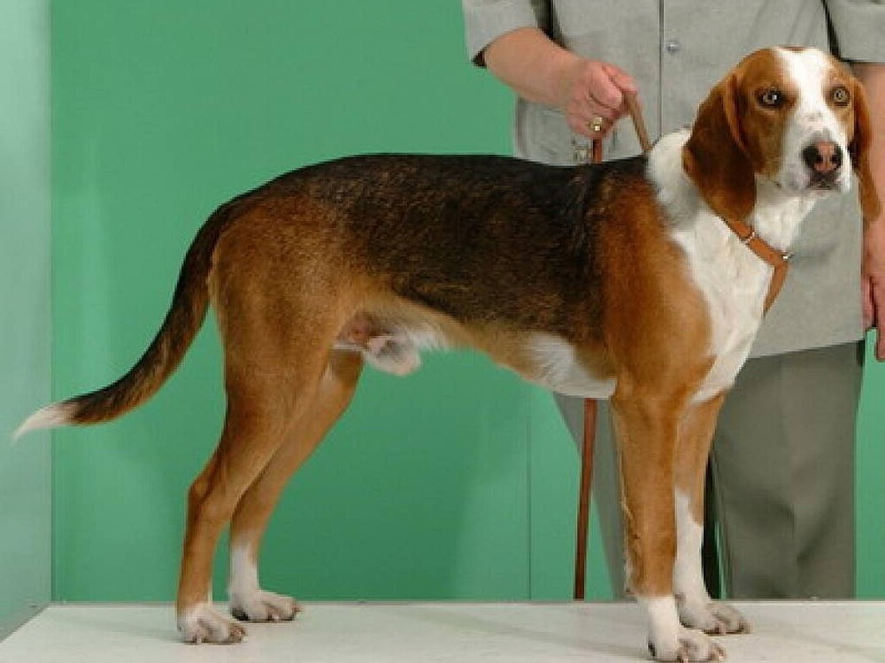 Deutsche Bracke standing side on outdoors