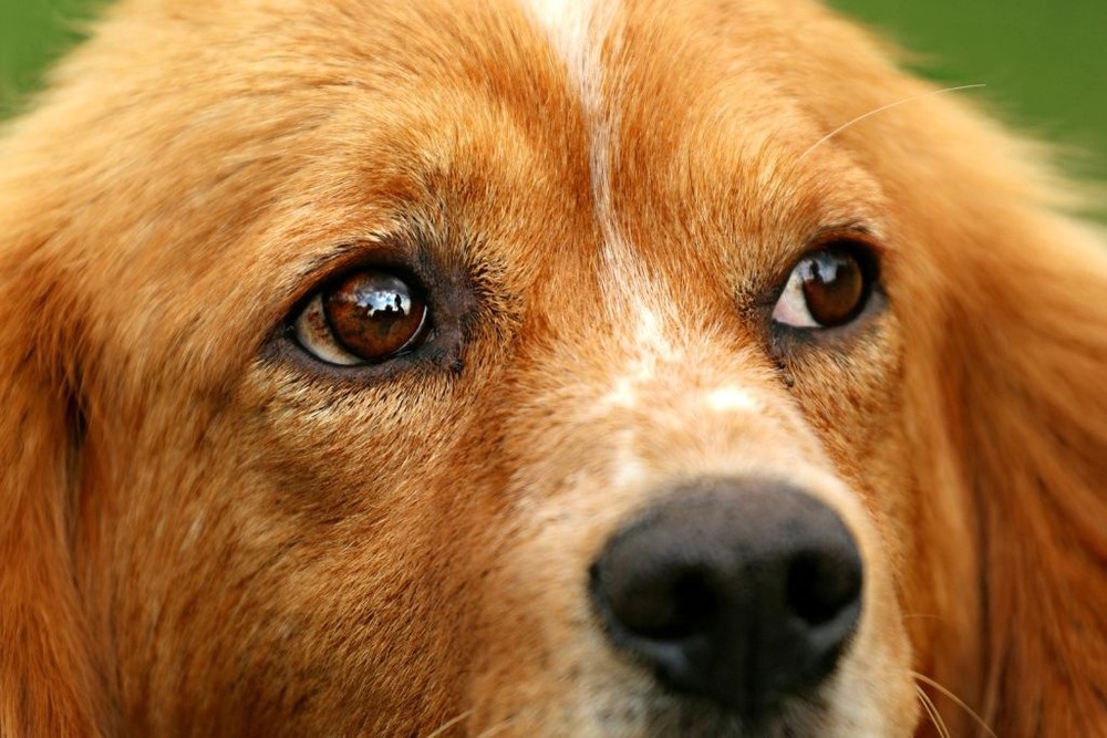 Side view of a dog's face showing the eye and muzzle