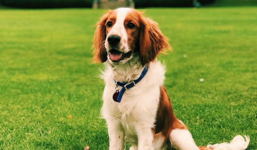 Welsh Springer Spaniel walking with handler