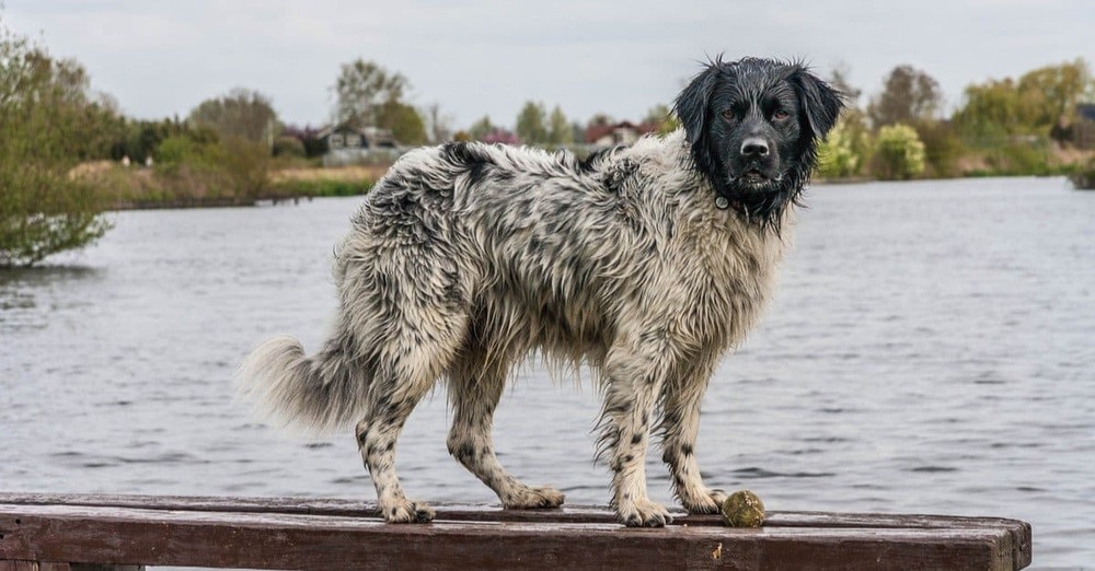 Stabyhoun looking to the side