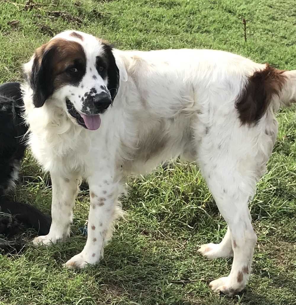 English Springer Spaniel resting indoors