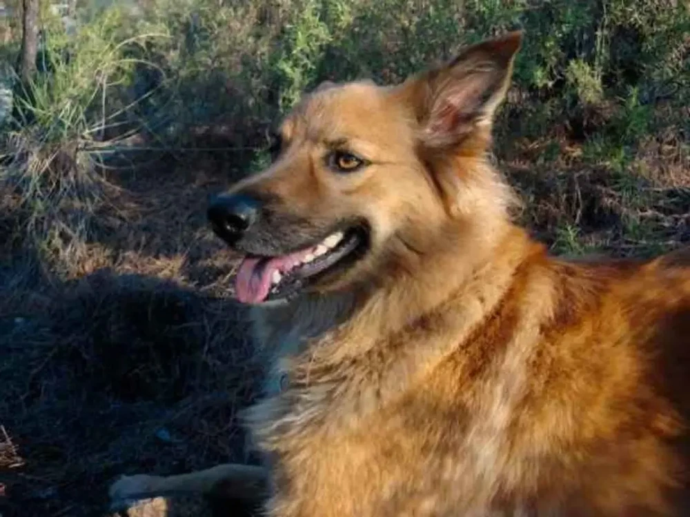Garafian Shepherd Dog alert in the open
