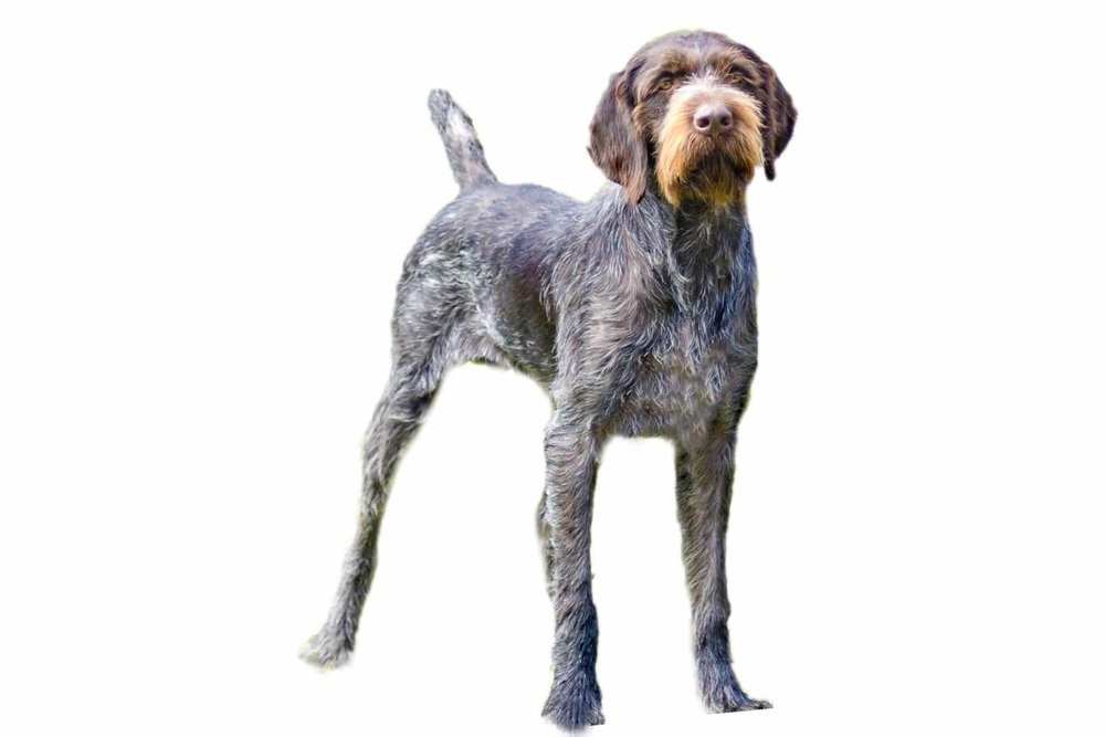 Close view of the rough coat and head