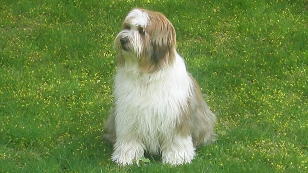 Tibetan Terrier resting on grass