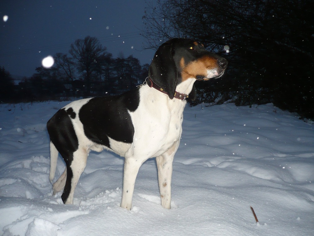 Swiss hound head and long ears