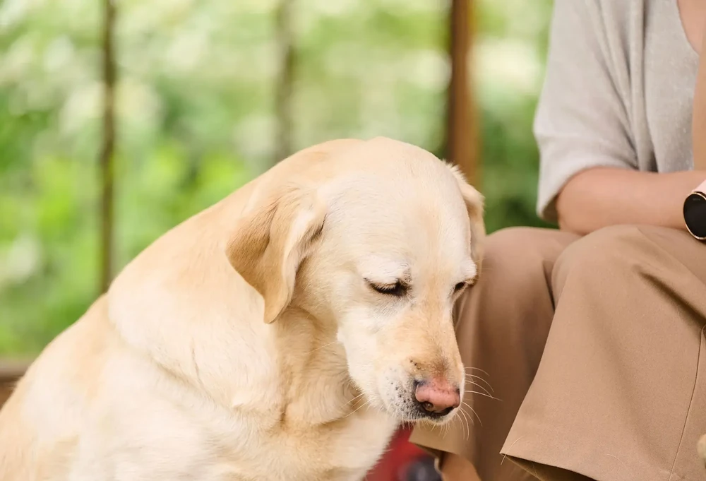 Dog standing, highlighting posture and limb alignment