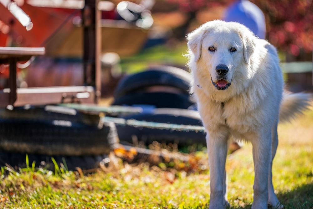 Great Pyrenees in a field with thick coat