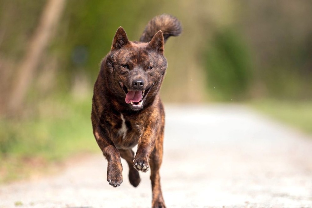 Kai Ken outdoors in a natural setting
