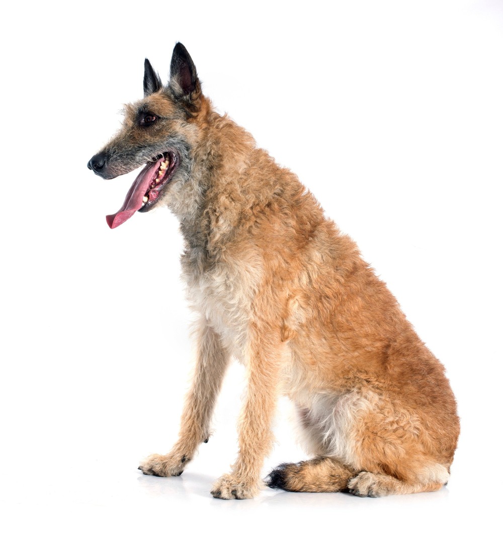 Laekenois moving at a run on grass