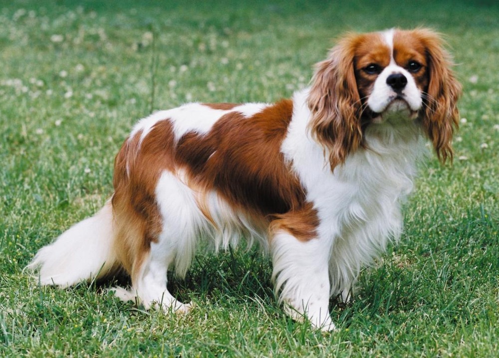 Small spaniel standing on grass outdoors