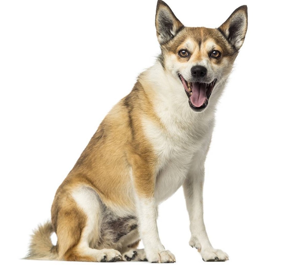 Norwegian Lundehund standing outdoors