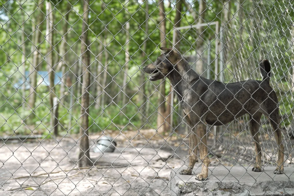 Phu Quoc Ridgeback moving at speed outdoors