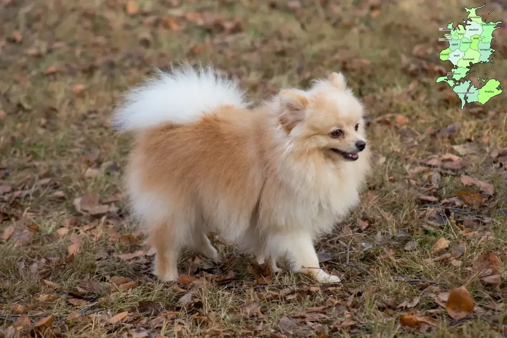 Spitz dog engaging with its environment