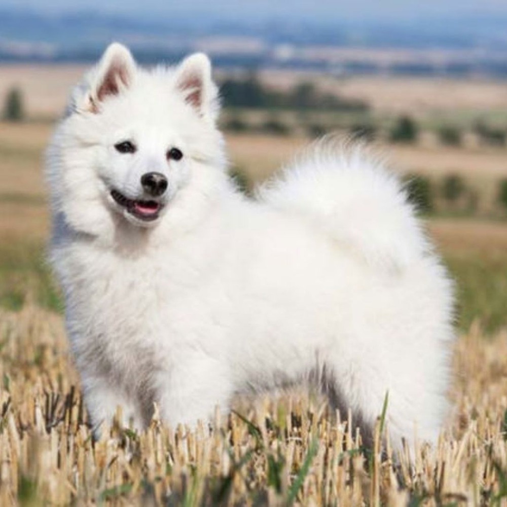 Indian Spitz side profile showing thick coat