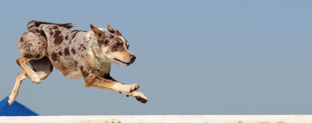 Koolie dog looking up attentively