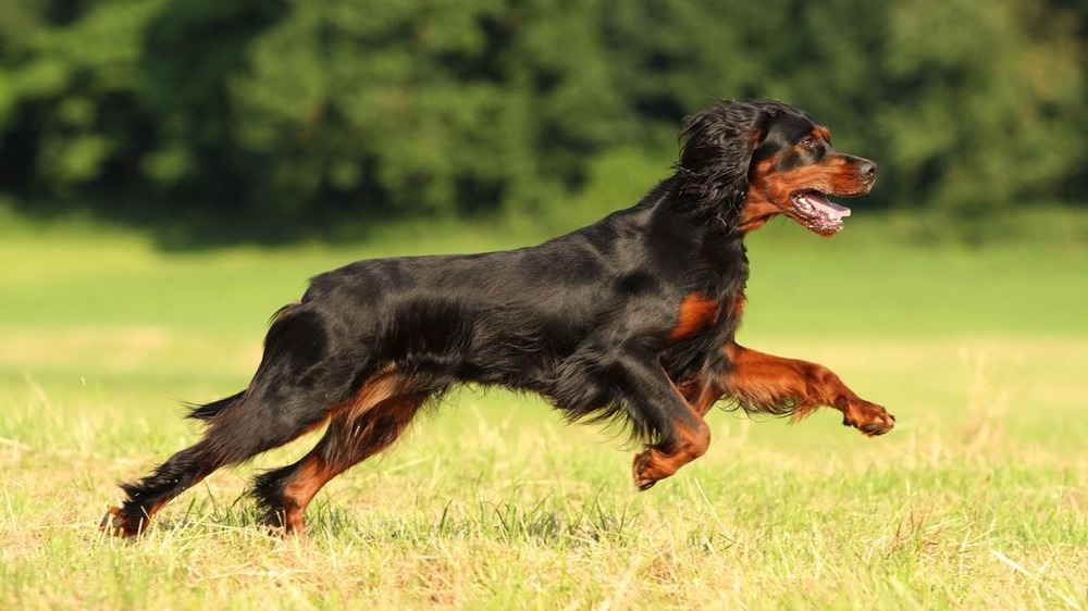 Athletic pointing dog with a short coat outdoors