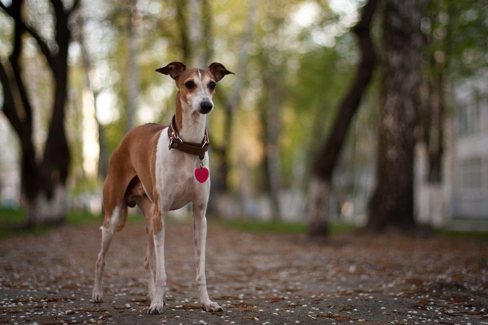 Rampur Greyhound standing on grass