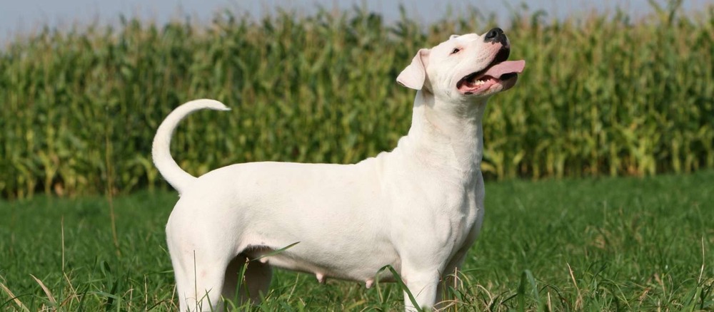 Dogo Argentino resting outdoors