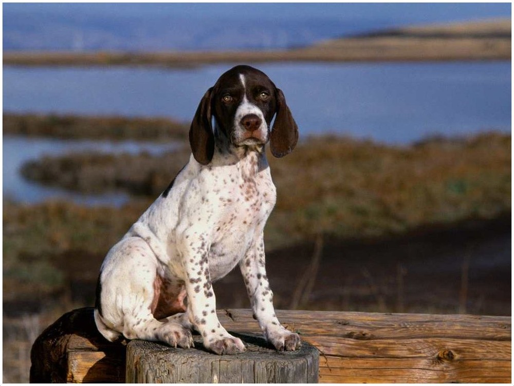Ariège Pointer walking in grass