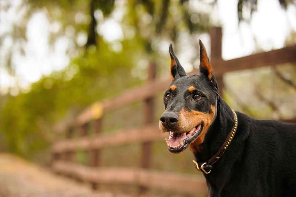 Healthy dog outdoors on a lead during a calm walk
