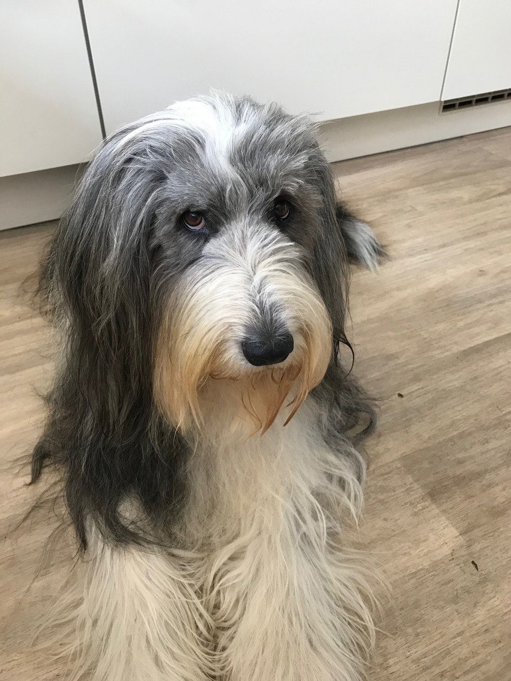 Dog looking up expectantly