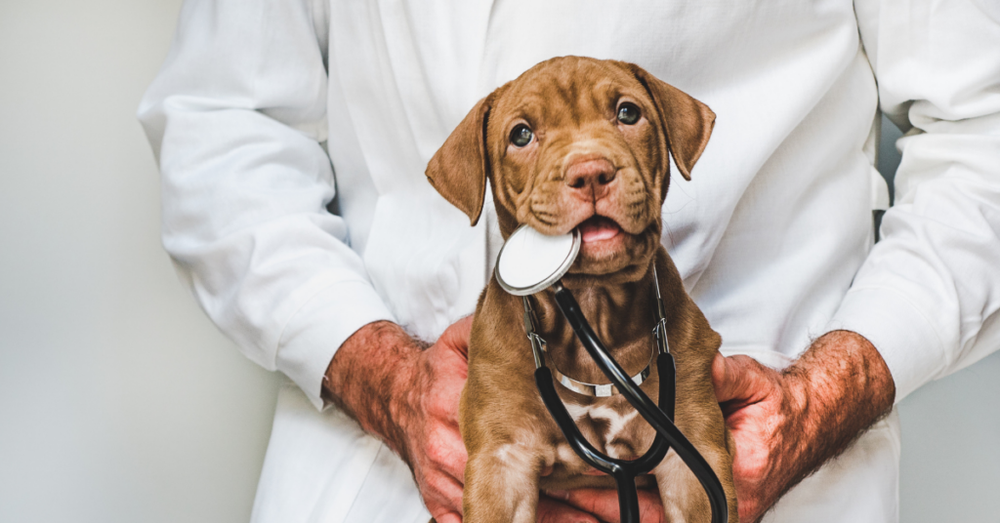 Dog sleeping while owner watches breathing