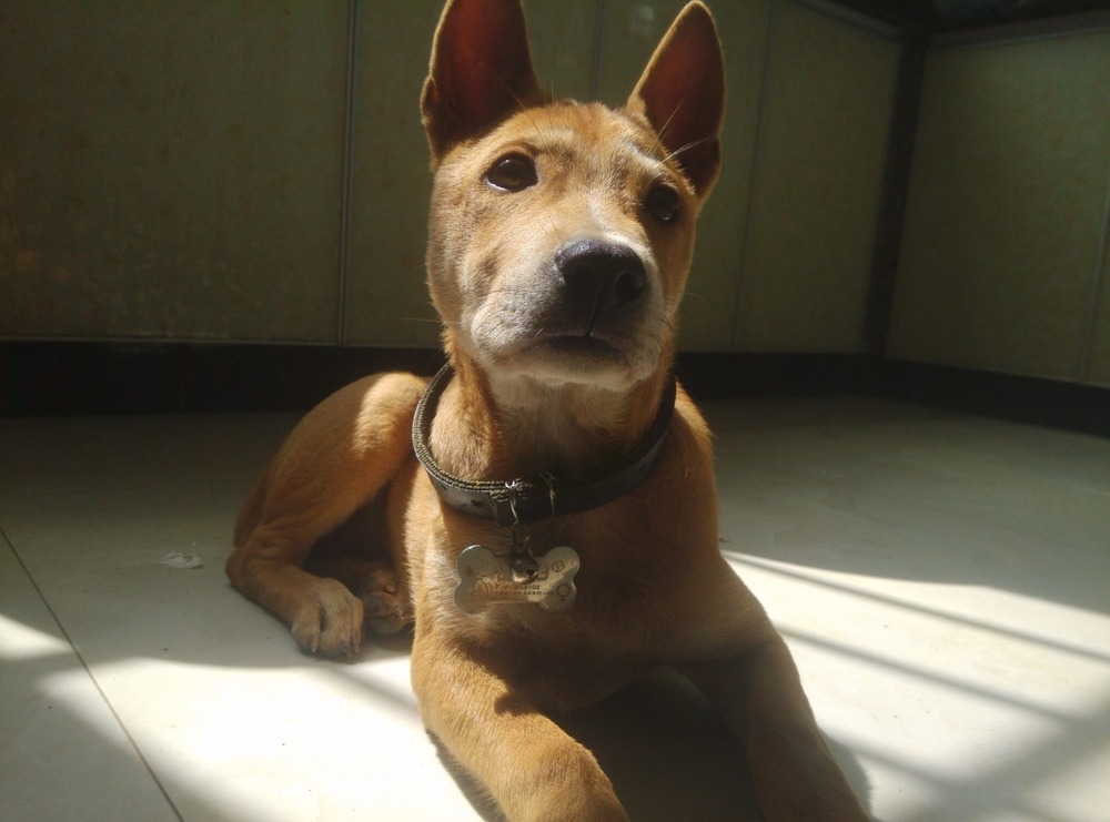 Close view of a dark-coated dog