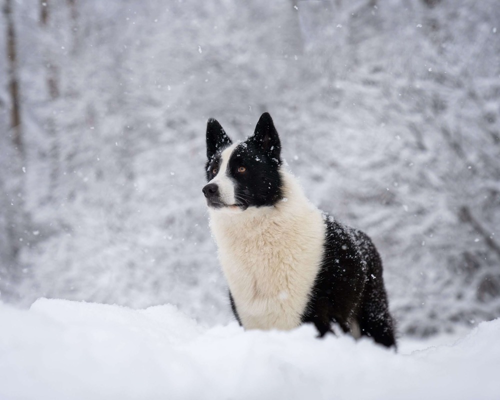 Karelian Bear Dog resting outdoors