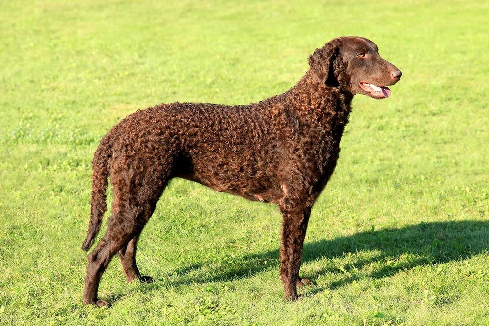 Curly-Coated Retriever coat detail showing tight curls