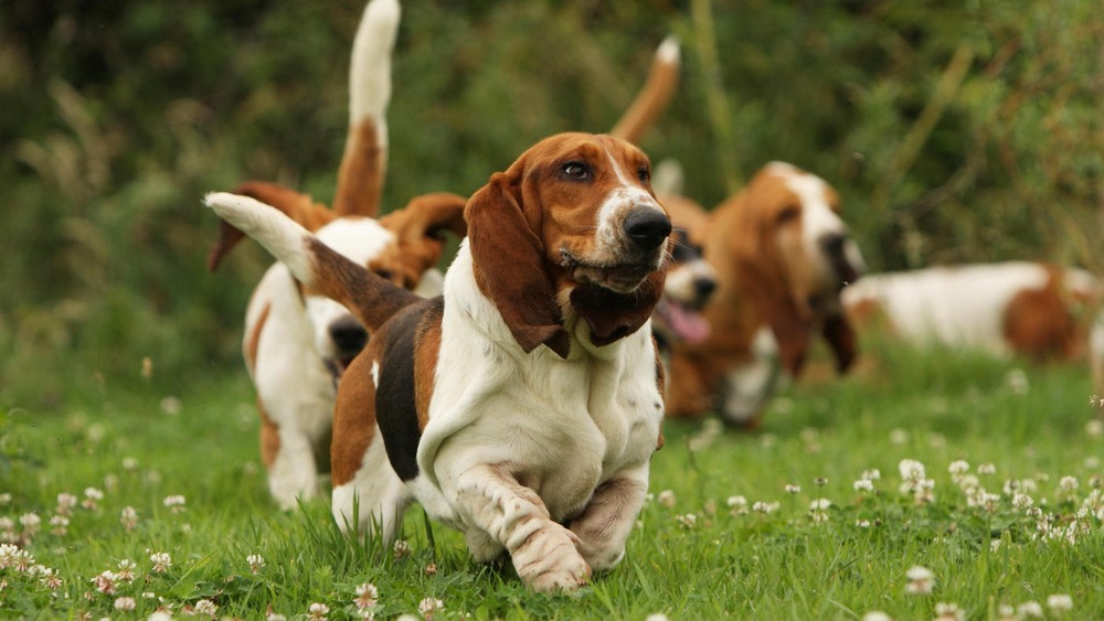Basset Hound walking on a lead