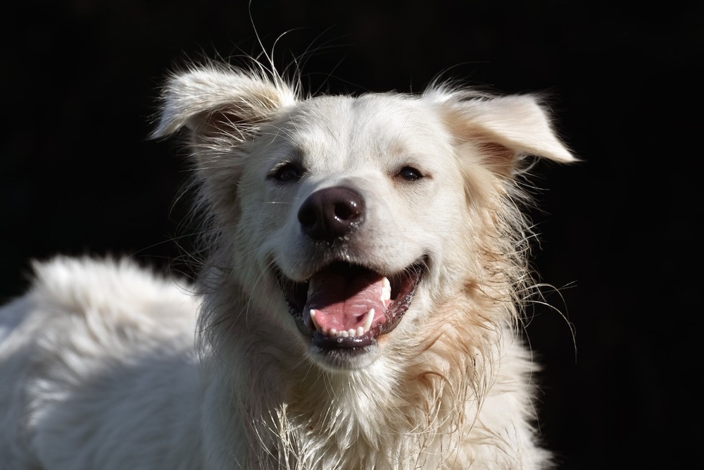 Small Kokoni dog with fluffy coat
