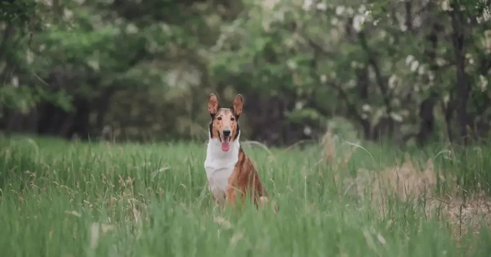 Smooth Collie sitting calmly