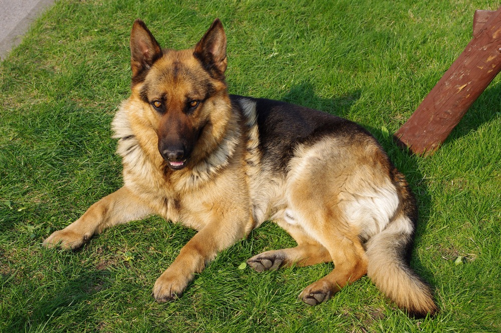 German Shepherd lying down in a yard