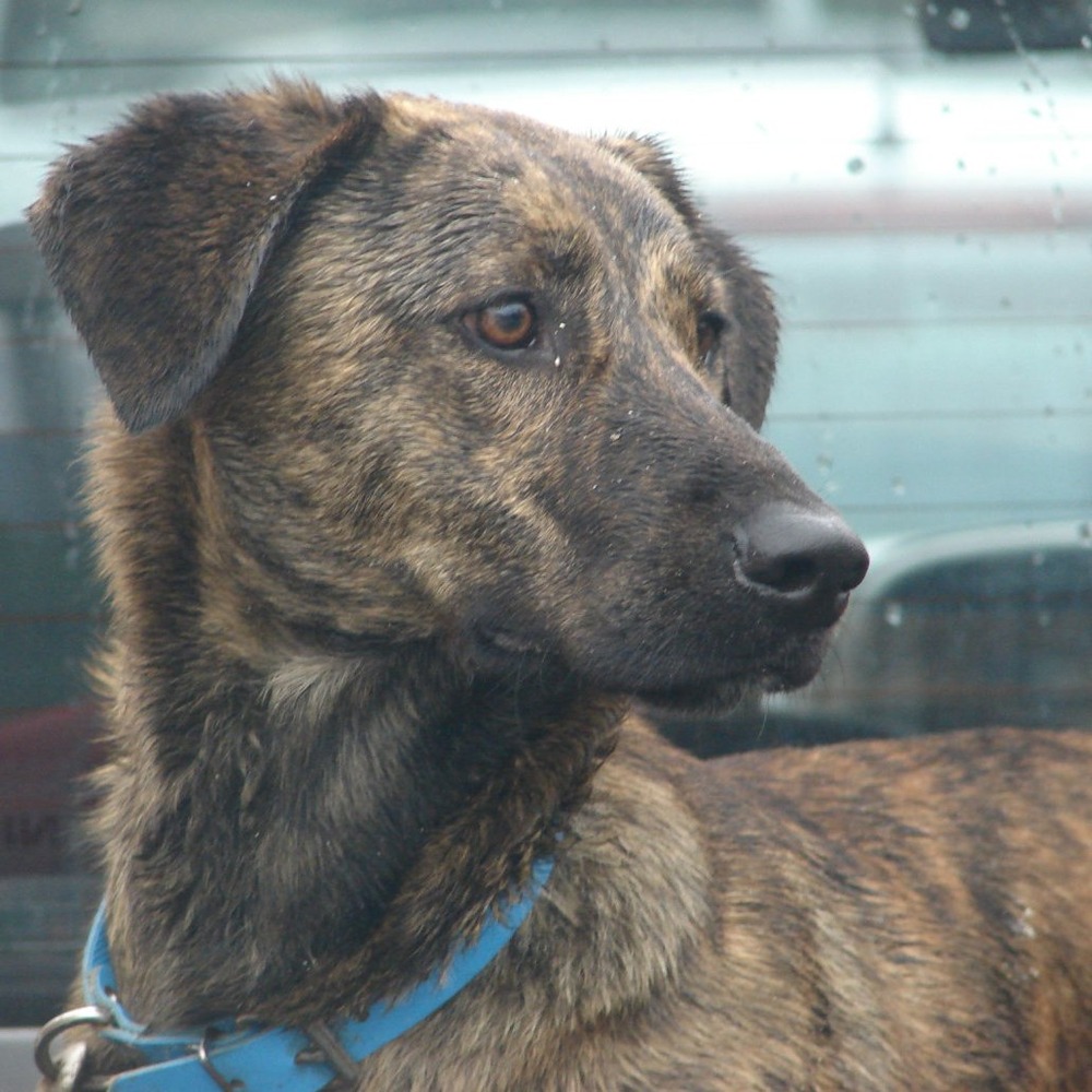 Cursinu resting calmly while watching surroundings