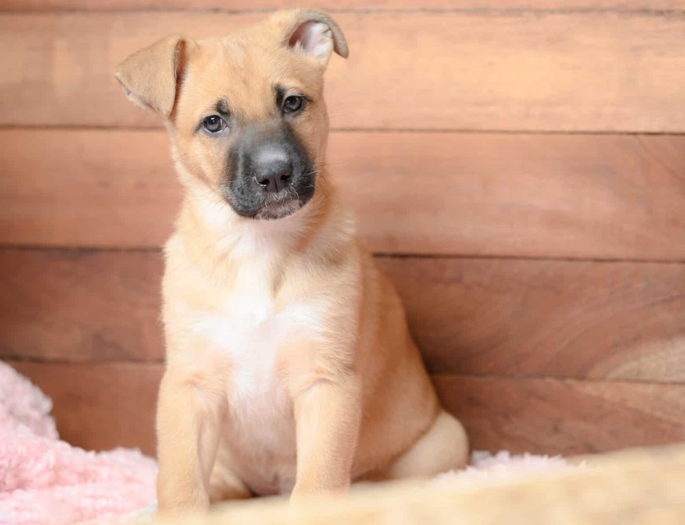 Black Mouth Cur resting with alert expression