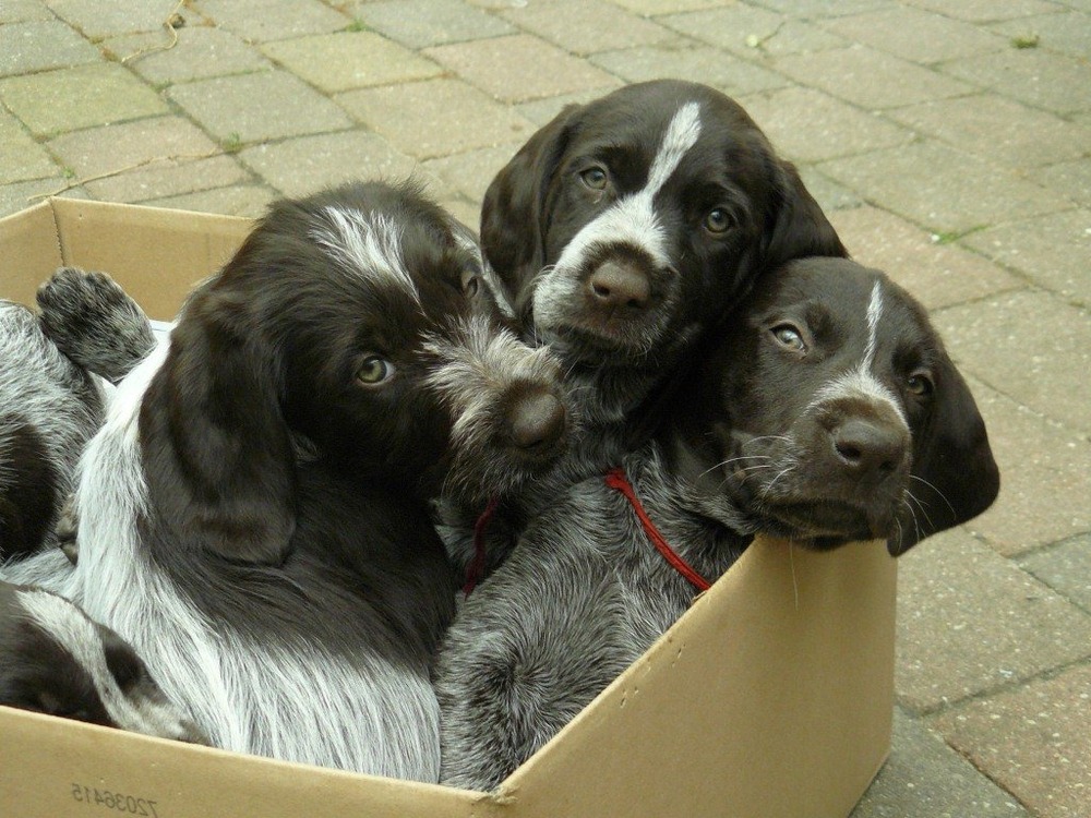 Cesky Fousek coat texture close up