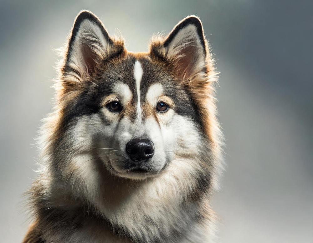 Korean Jindo standing alert outdoors