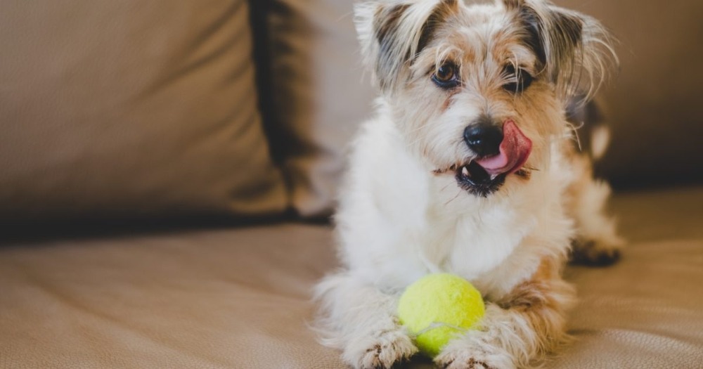 Dog receiving medication at home