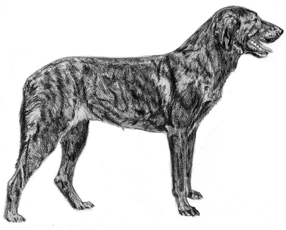 Cao de Castro Laboreiro alert expression