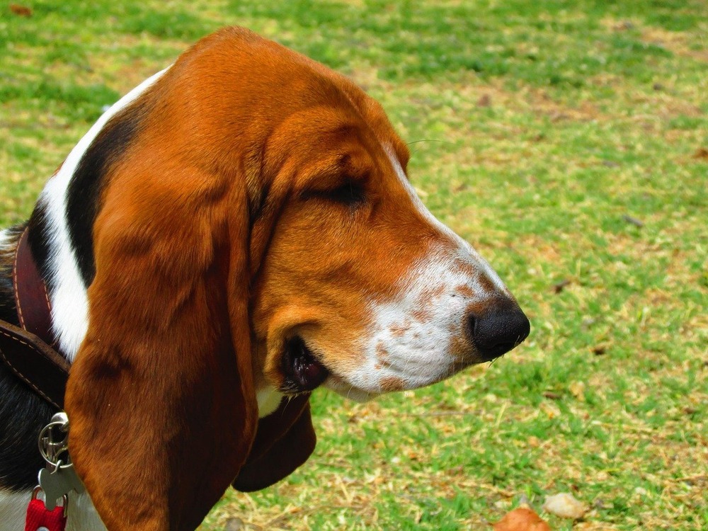 Montenegrin Mountain Hound in profile showing coat colour