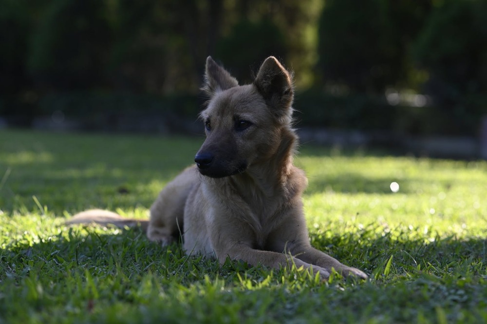 Chilean Terrier looking alert
