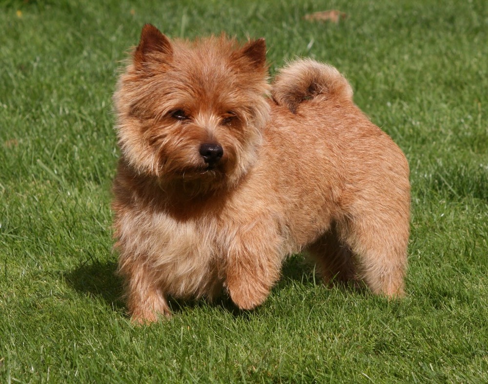 Norwich Terrier resting indoors