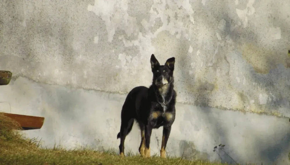 Lancashire Heeler walking beside an owner