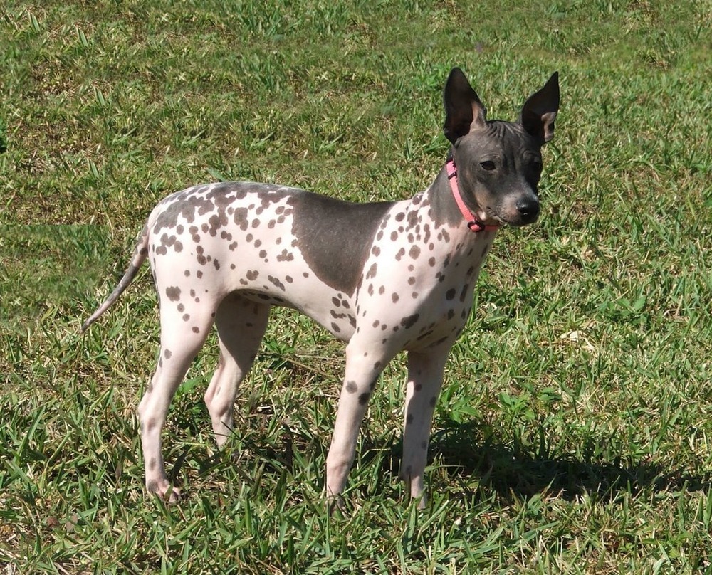 American Hairless Terrier sitting with ears perked