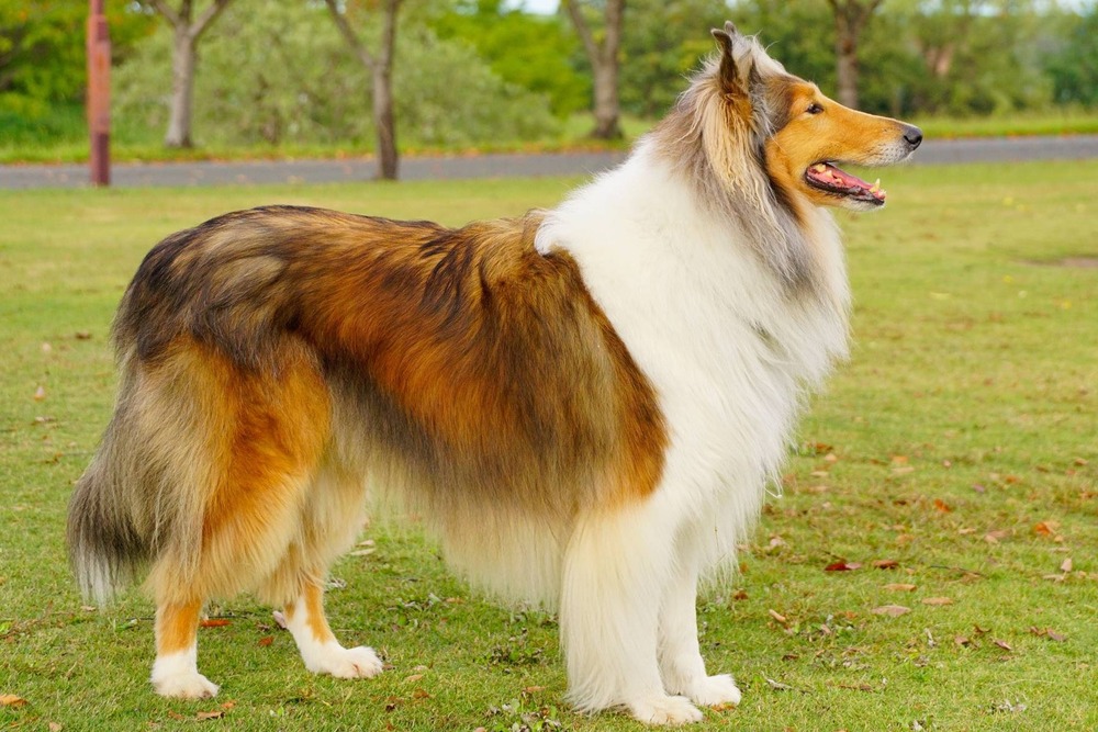 Sinhala Hound standing outdoors