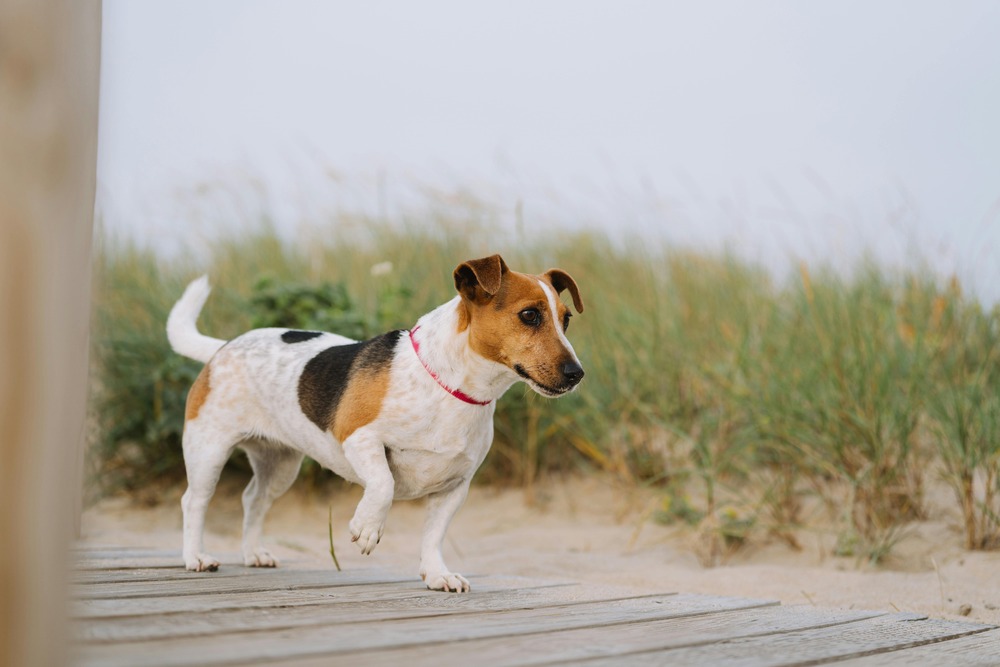 Kerry Beagle head and ears in profile