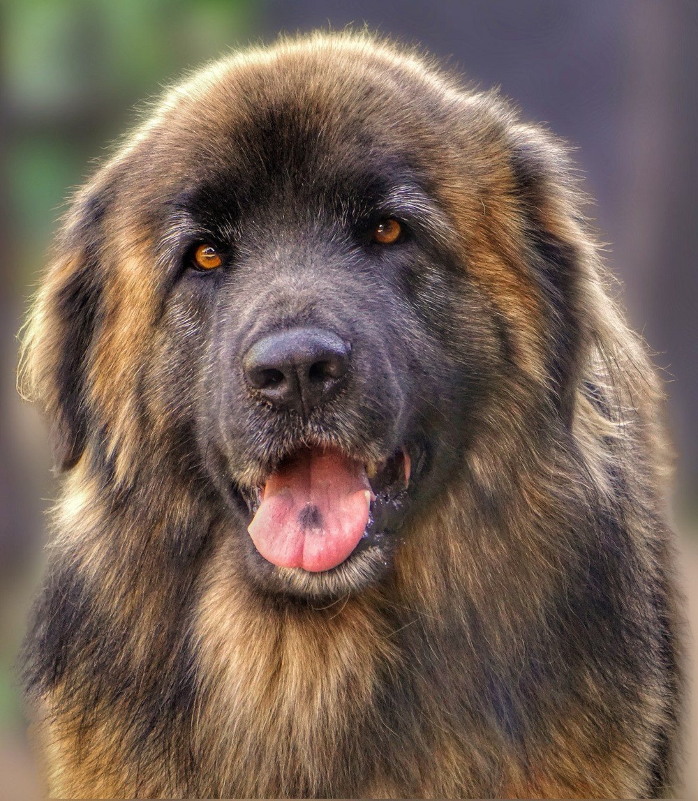 Estrela Mountain Dog walking with handler