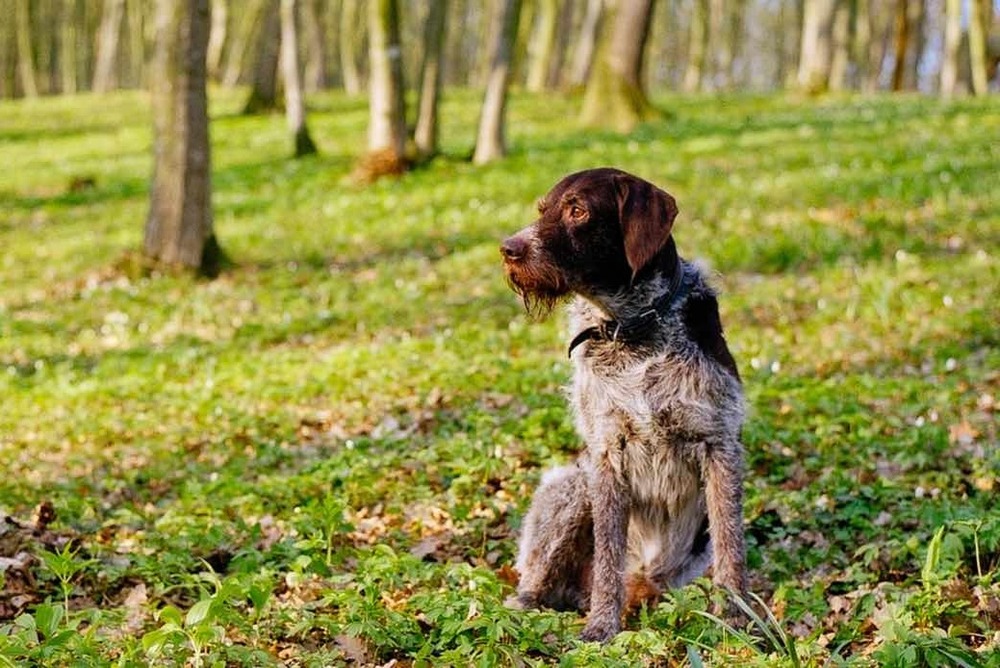 German Roughhaired Pointer moving through grass
